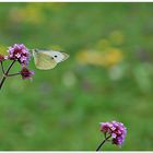 Mittwochsblümchen-Schmetterlingsbild