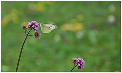 Mittwochsblümchen-Schmetterlingsbild