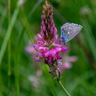 Mittwochsblümchen: Schmetterlingsblütler