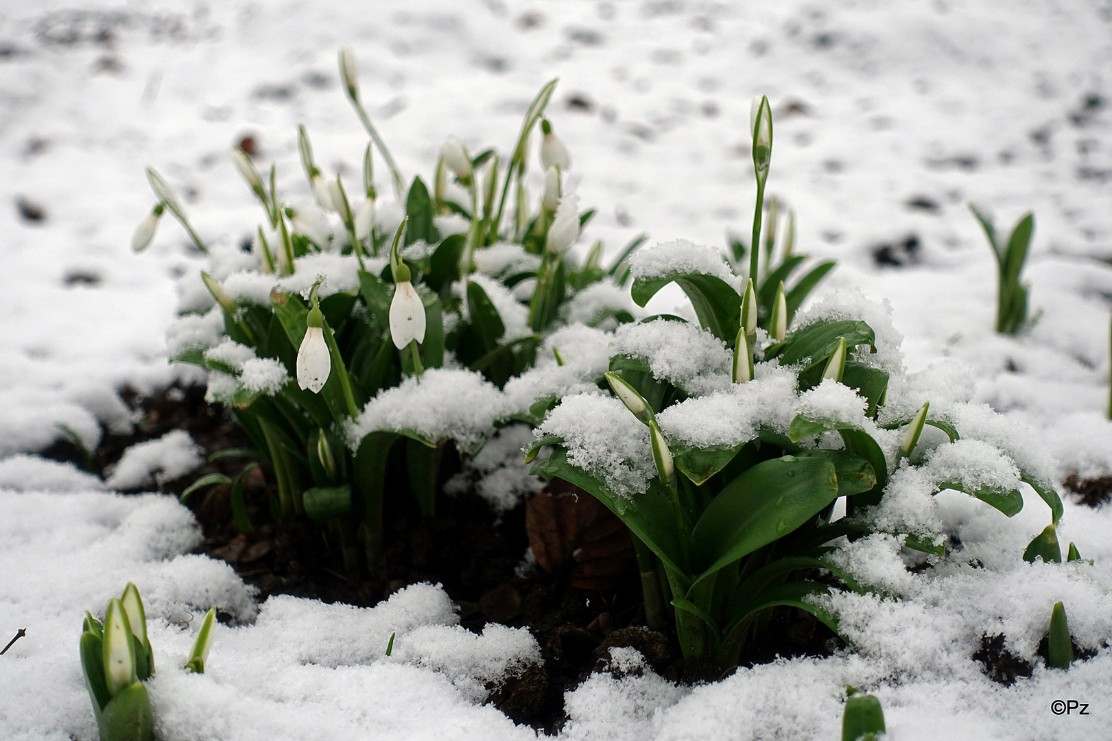 Mittwochsblümchen: Schneeglöckchen ...