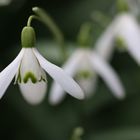 Mittwochsblümchen Schneeglöckchen