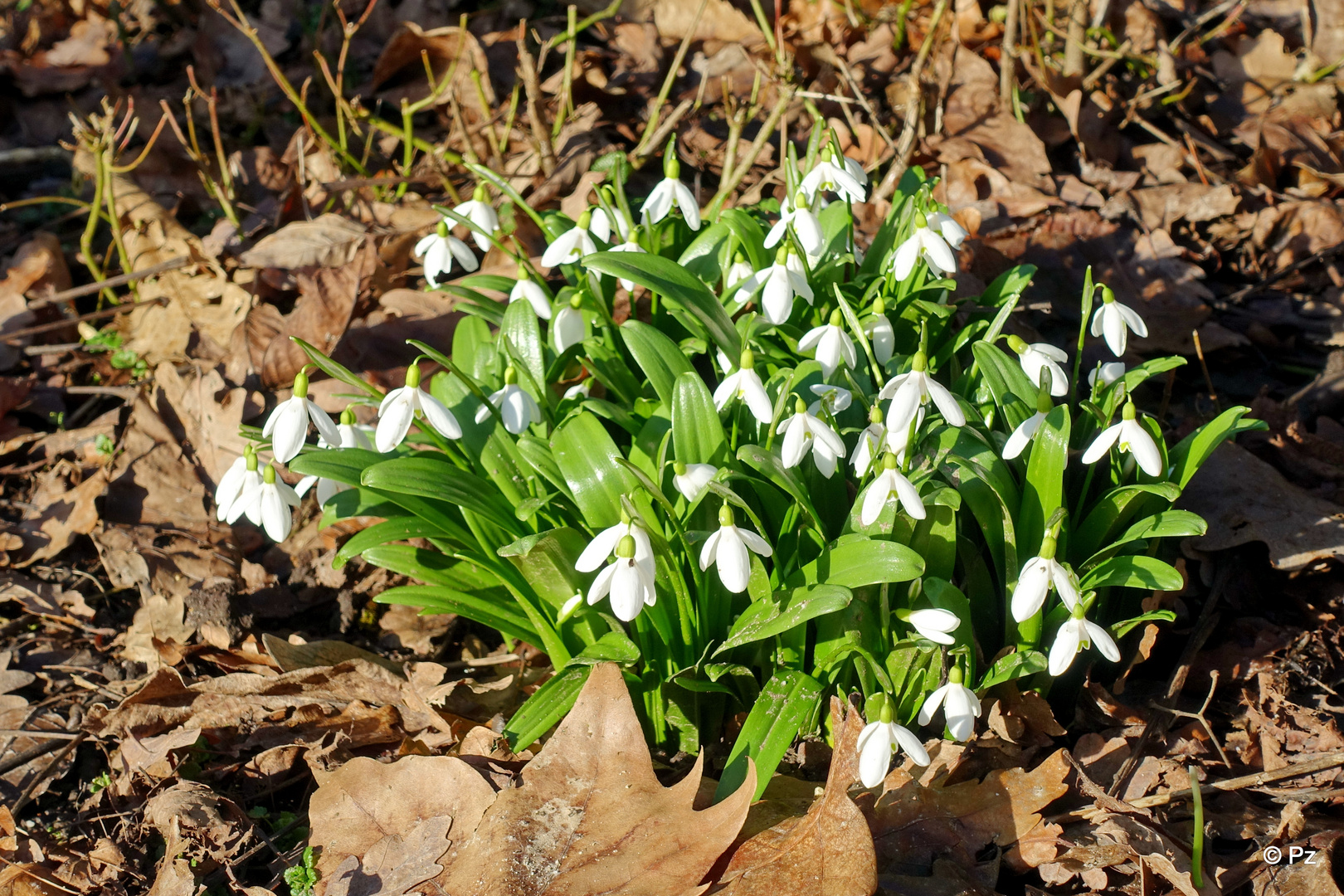 Mittwochsblümchen: Schneeglöckchen ... ...