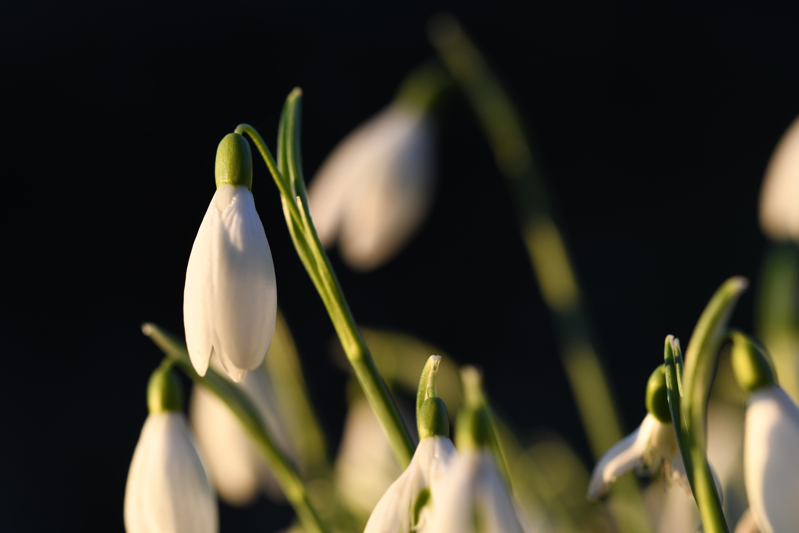 Mittwochsblümchen: Schneeglöckchen