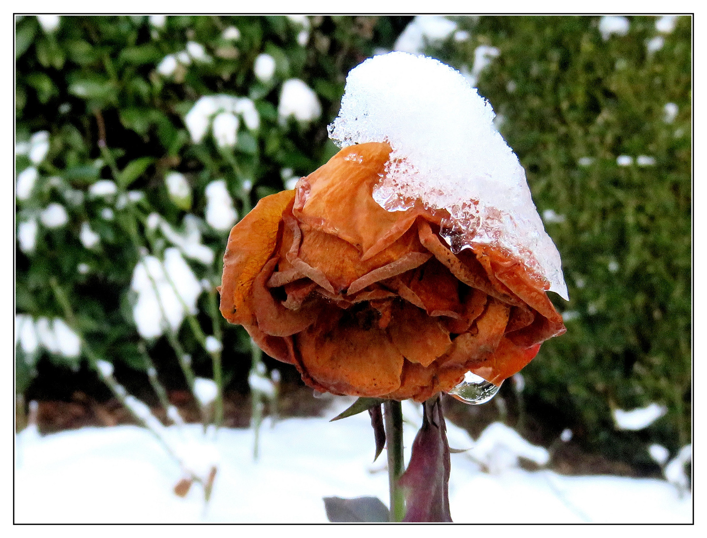 Mittwochsblümchen- Schneerose