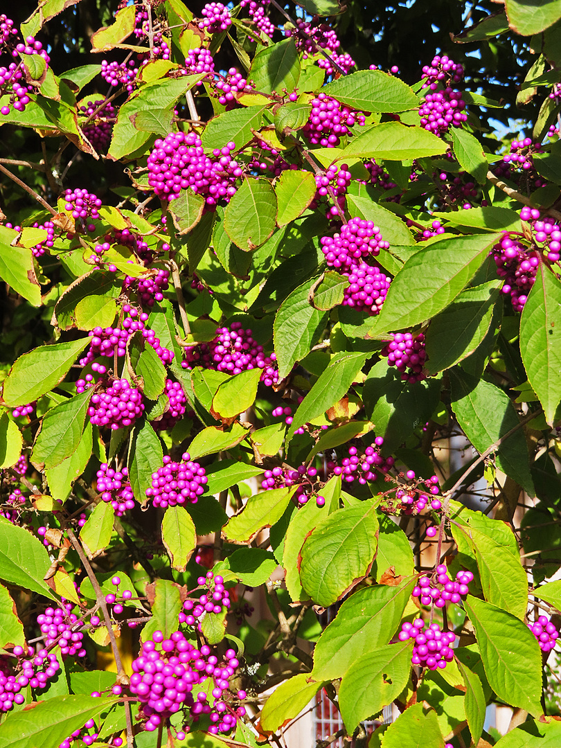 Mittwochsblümchen: Schönbeeren 