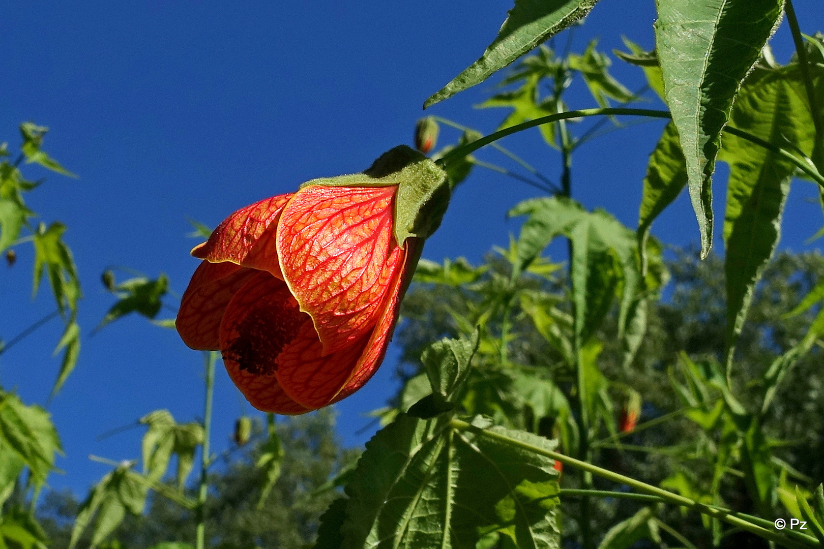 Mittwochsblümchen: "Schönmalve" ...