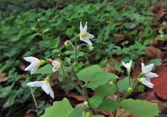 Mittwochsblümchen: Schwarzer Nachtschatten