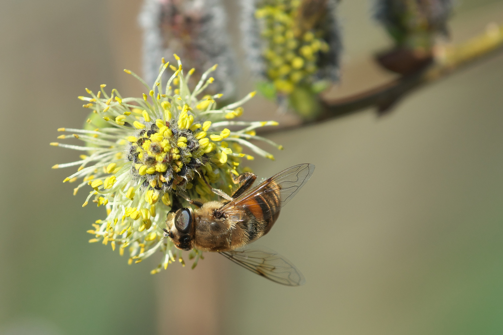 Mittwochsblümchen: Schwebfliege auf Weidenblüte