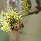 Mittwochsblümchen: Schwebfliege auf Weidenblüte