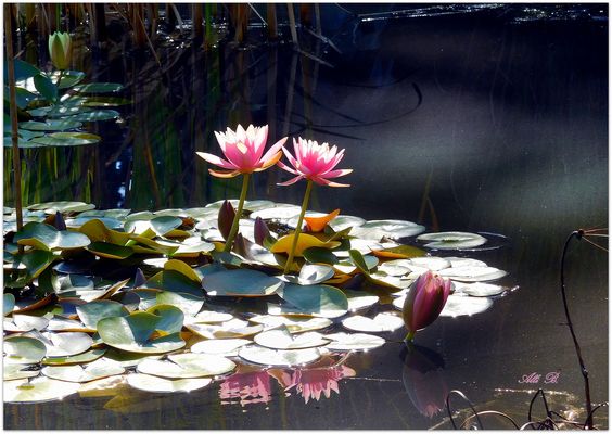 Mittwochsblümchen -  Seerosenschönheiten