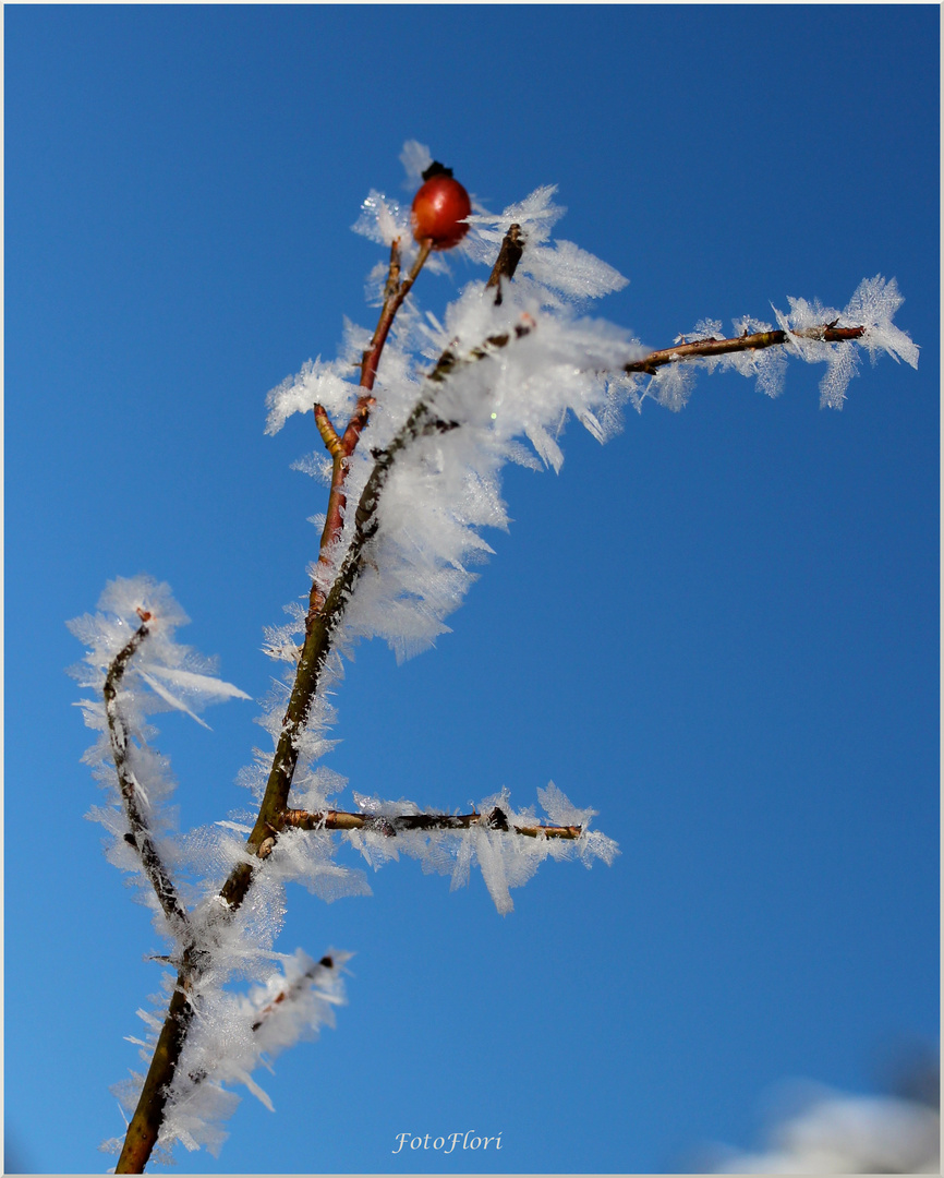 Mittwochsblümchen - sehr frostbeständig