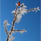 Mittwochsblümchen - sehr frostbeständig