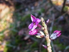 Mittwochsblümchen: Seidelbast