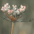 Mittwochsblümchen : September Feldweg "wilde Möhre"