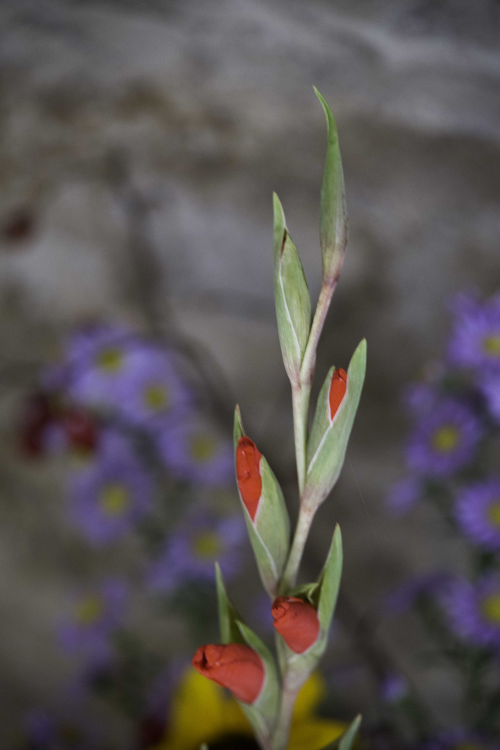 Mittwochsblümchen - sie stand in einer Vase in einem Eine Welt Laden