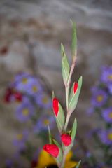 Mittwochsblümchen - sie stand in einer Vase in einem Eine Welt Laden