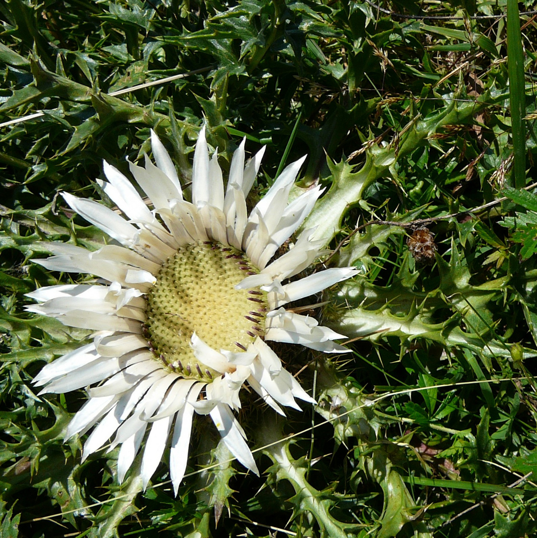 Mittwochsblümchen: Silberdistel