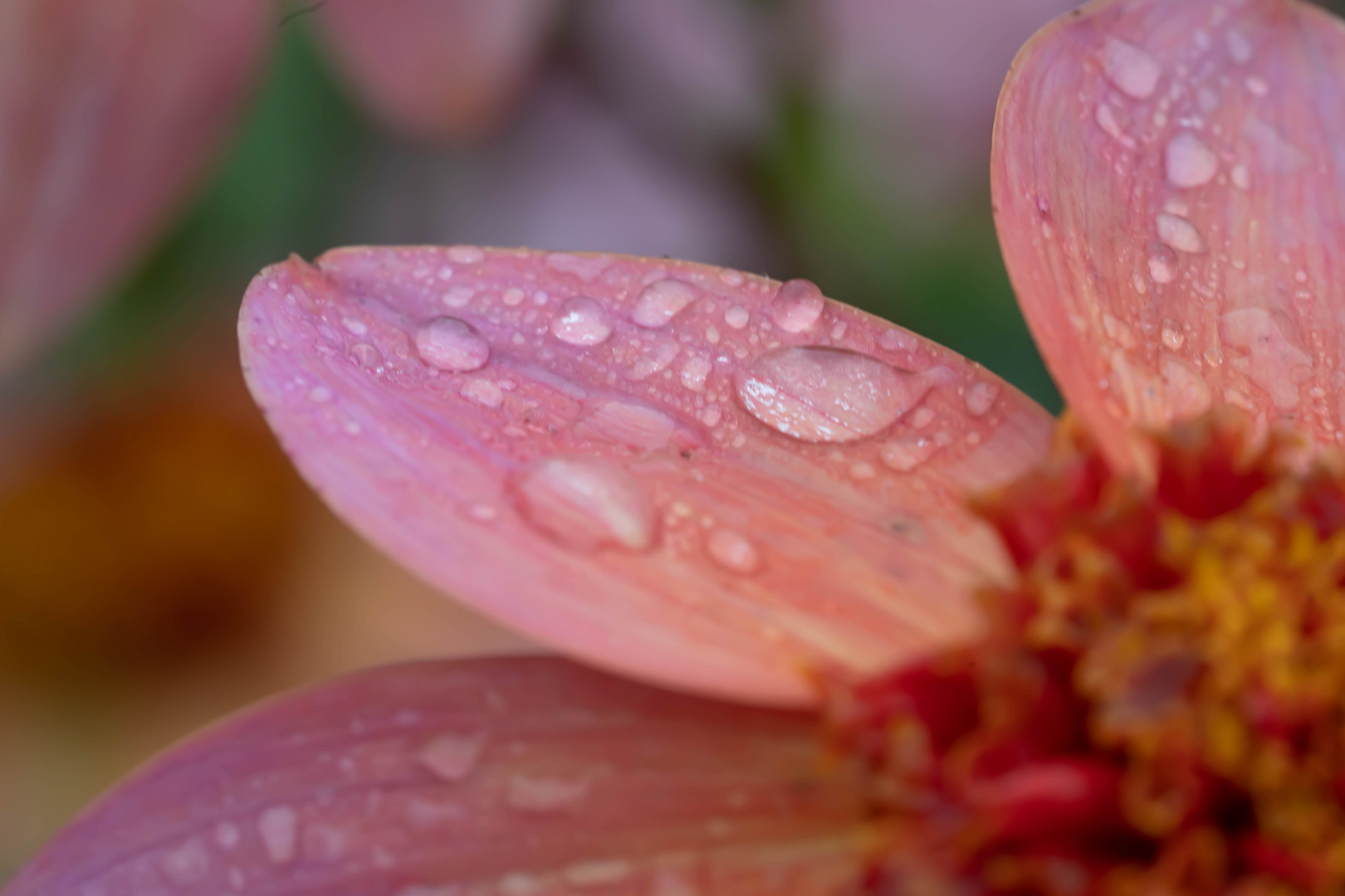 Mittwochsblümchen - So fell Autumn rain