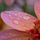 Mittwochsblümchen - So fell Autumn rain