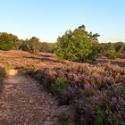 Mittwochsblümchen so weit das Auge reicht, die Mehlinger Heide steht in voller Blüte.