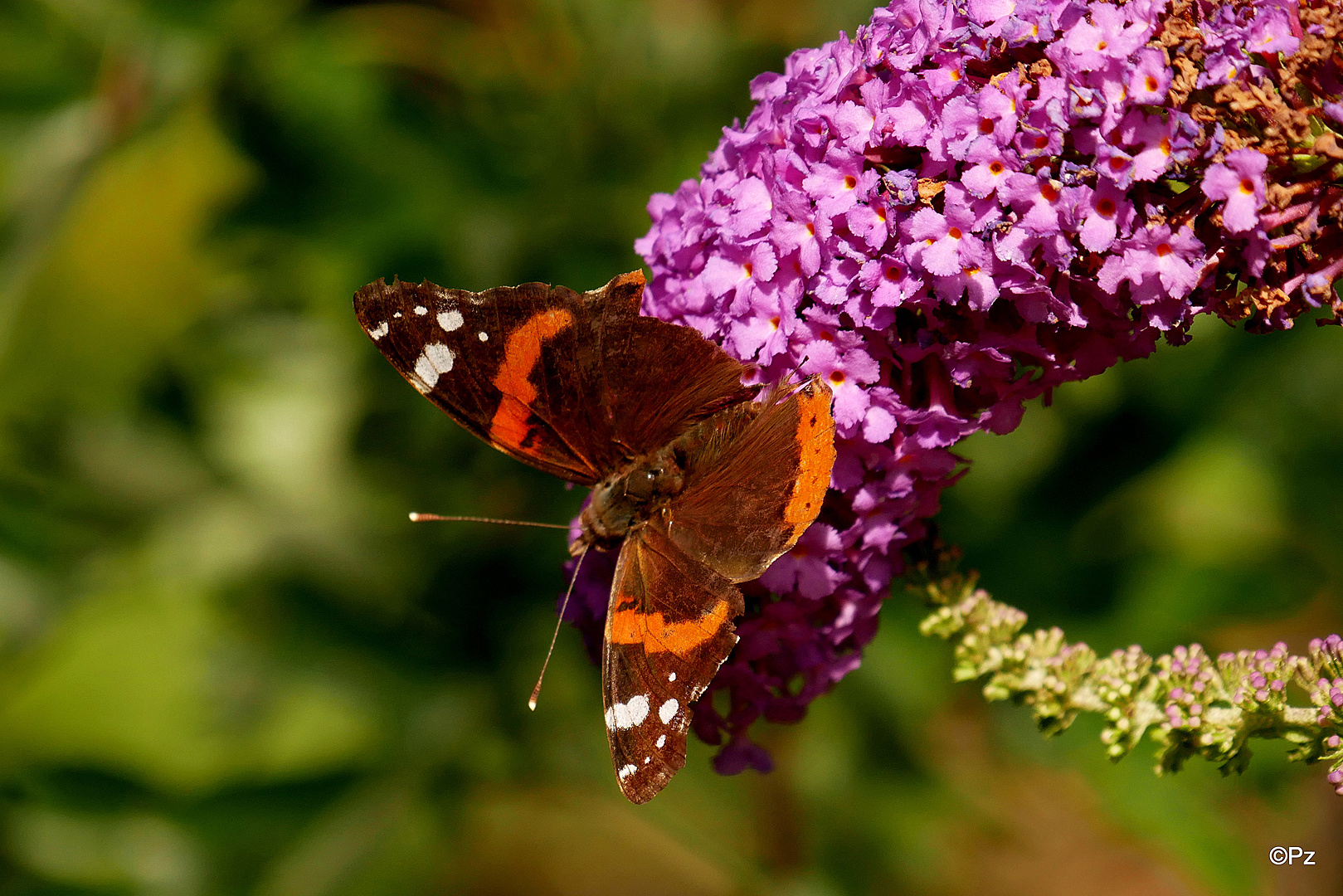 Mittwochsblümchen: Sommerflieder ...