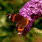 Mittwochsblümchen: Sommerflieder ...