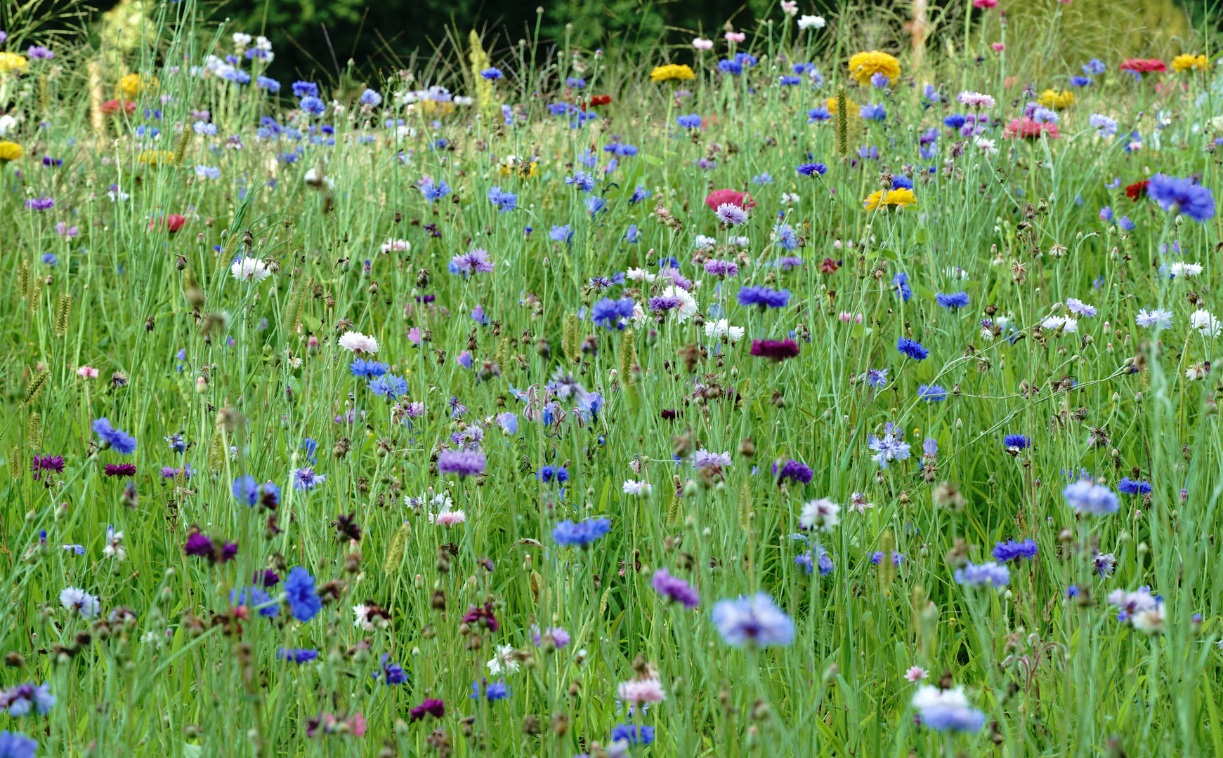 Mittwochsblümchen - Sommerwiese