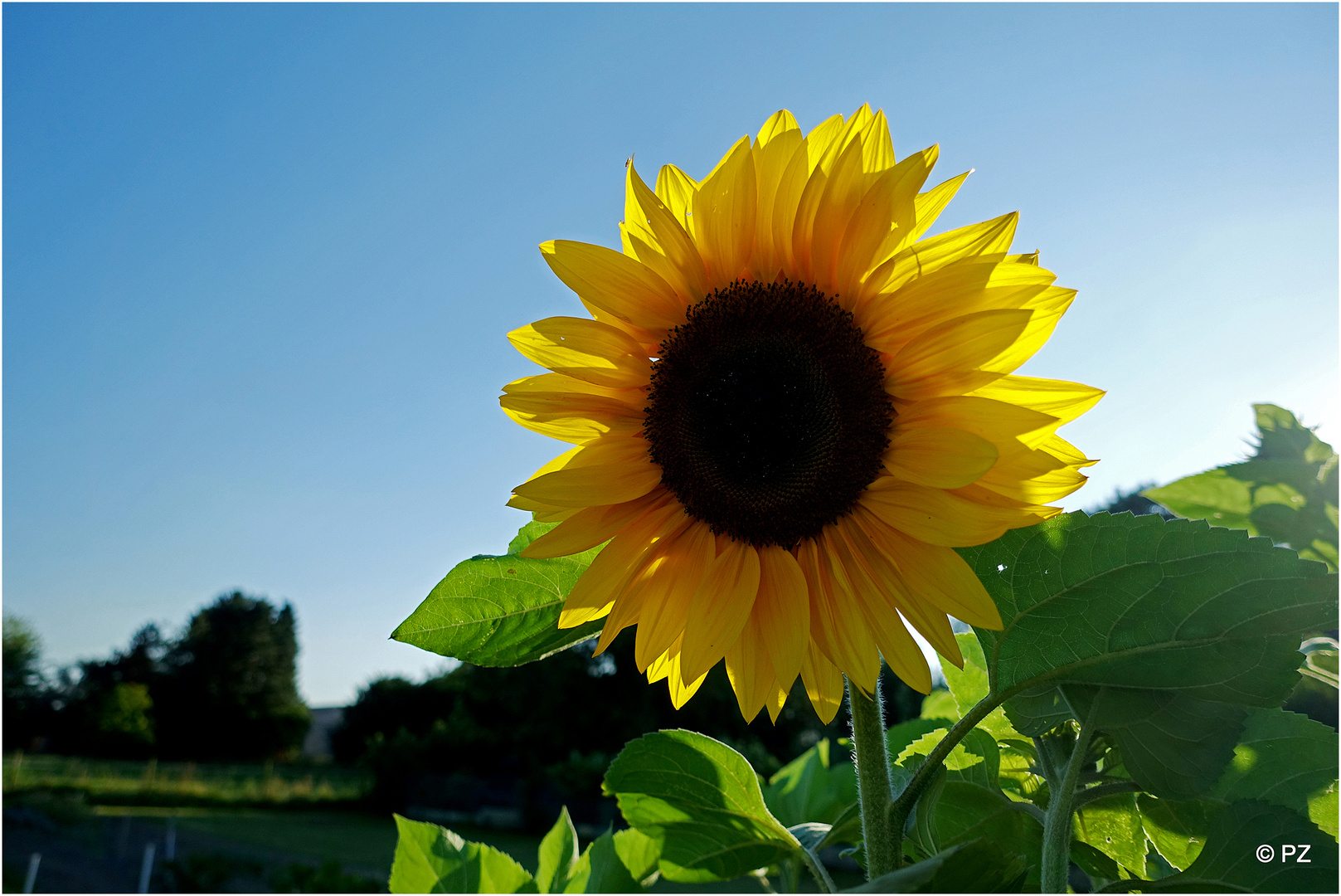 Mittwochsblümchen: Sonnenblume ...