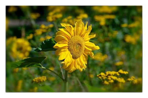 Mittwochsblümchen - Sonnenblume
