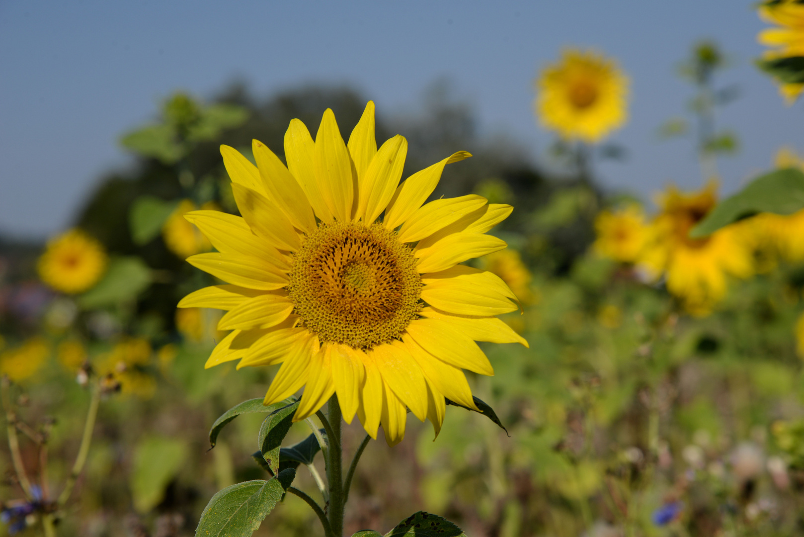 Mittwochsblümchen: Sonnenblume