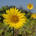 Mittwochsblümchen: Sonnenblume