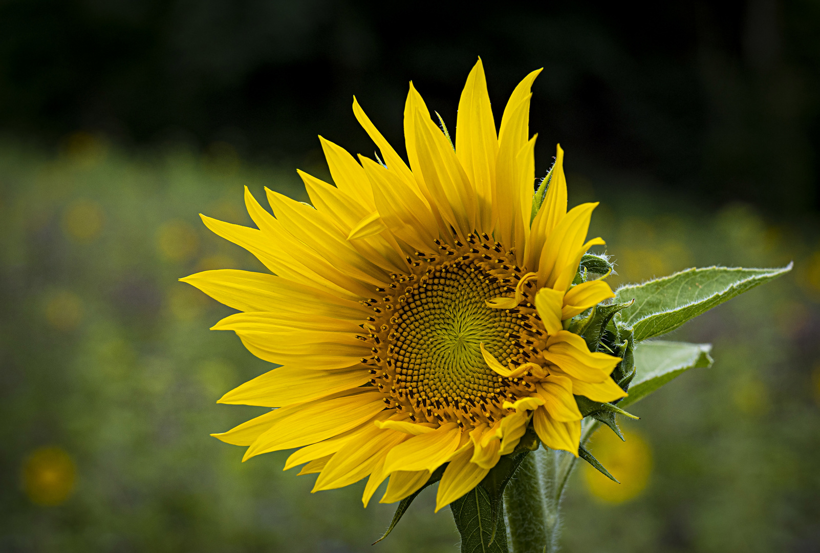 Mittwochsblümchen - Sonnenblume