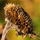 Mittwochsblümchen - Sonnenblume im Herbst