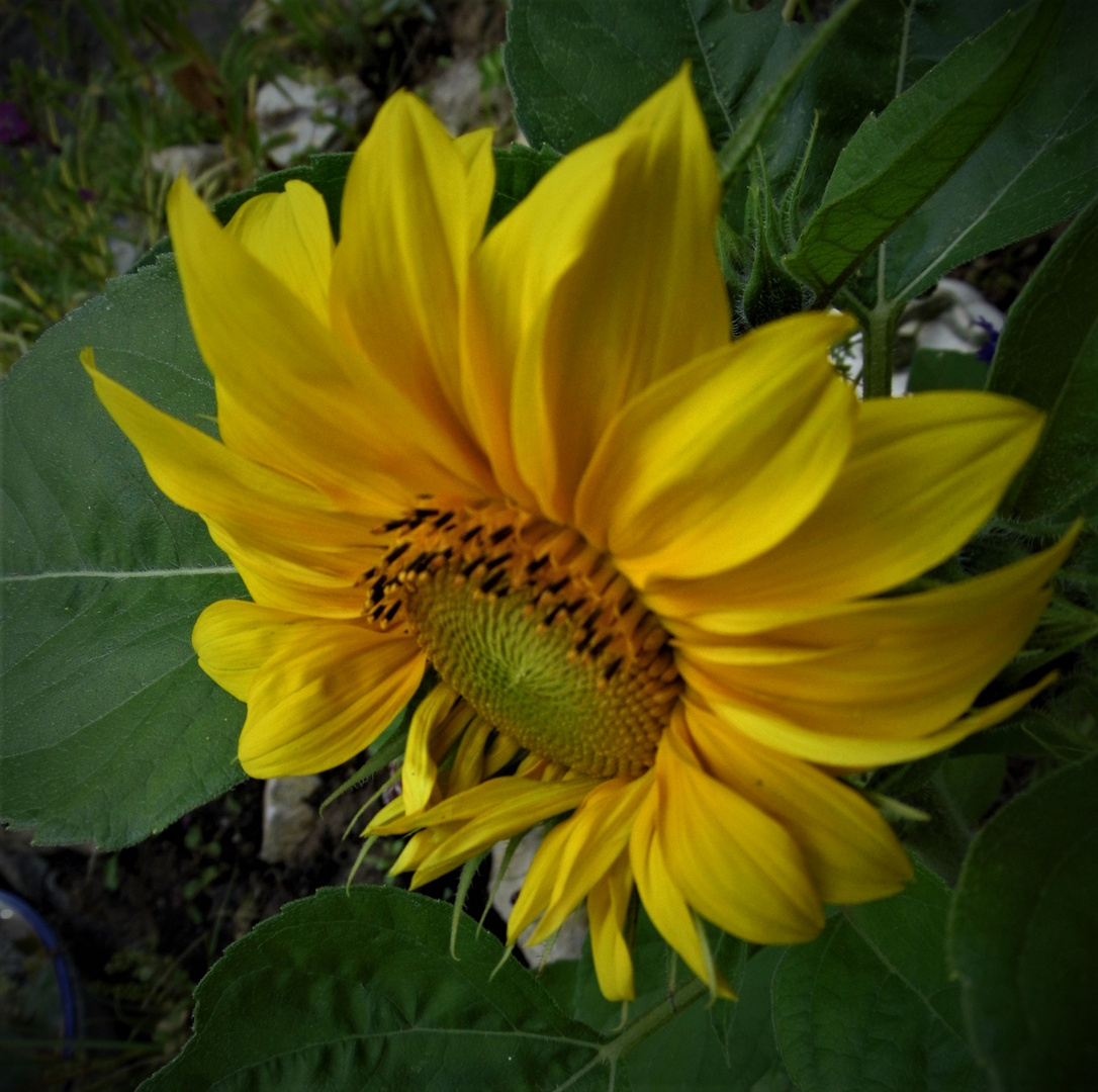             Mittwochsblümchen                                       Sonnenblumen-Makro