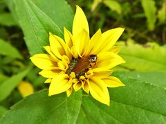 Mittwochsblümchen: Sonnenhut?