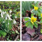 Mittwochsblümchen - Spaziergang am Wochenende