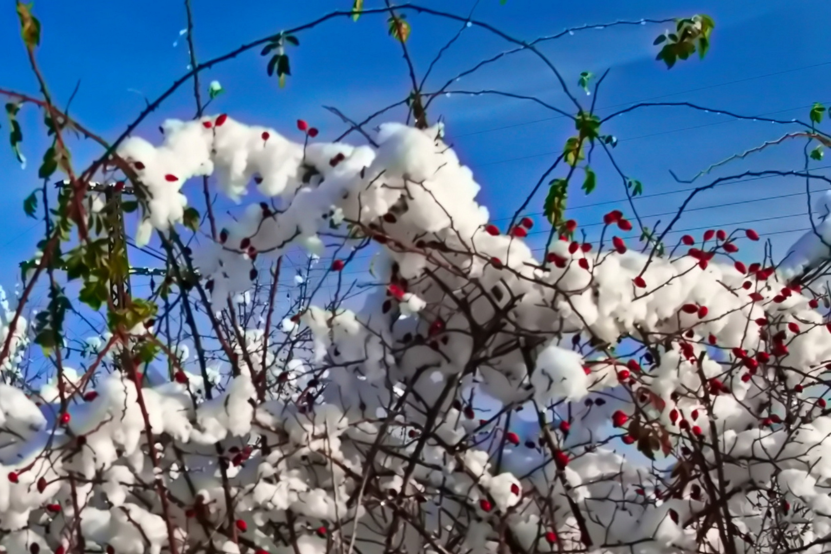 Mittwochsblümchen - Statt roter Blüten rot Hagebutten 