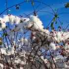 Mittwochsblümchen - Statt roter Blüten rot Hagebutten 