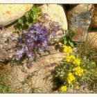 Mittwochsblümchen- Steingartenpflanzen