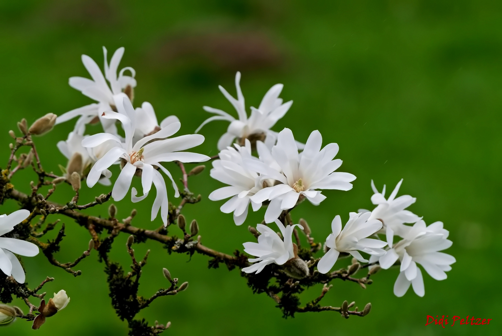 Mittwochsblümchen: Sternmagnolien ...