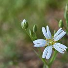 Mittwochsblümchen - Sternmiere