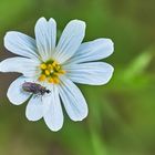 Mittwochsblümchen -Sternmiere mit kleinem Gast