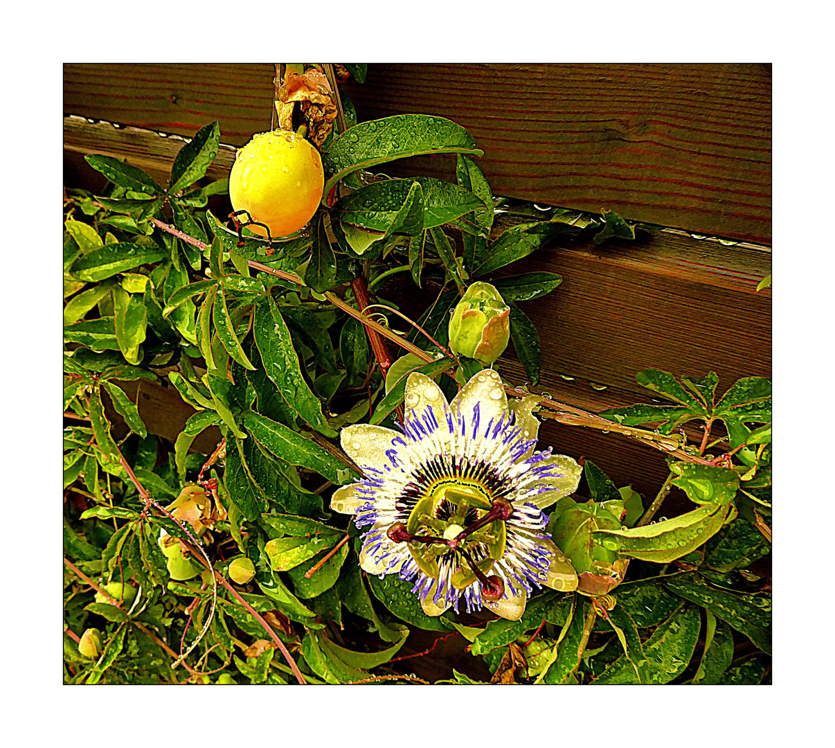 Mittwochsblümchen- Stillleben am Gartenzaun