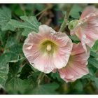 Mittwochsblümchen -Stockrose in rosa