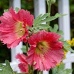 Mittwochsblümchen -Stockrose in rot (BEA2)