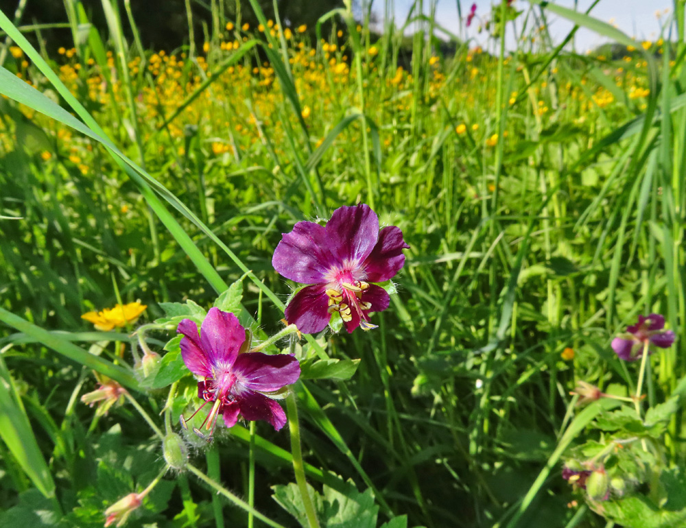 Mittwochsblümchen: Storchenschnabel