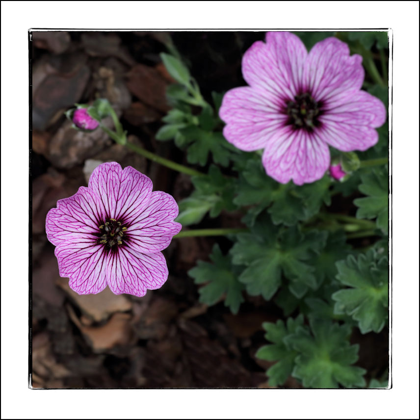 Mittwochsblümchen (Storchenschnabel Ballerina)