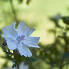 Mittwochsblümchen - Storchschnabel