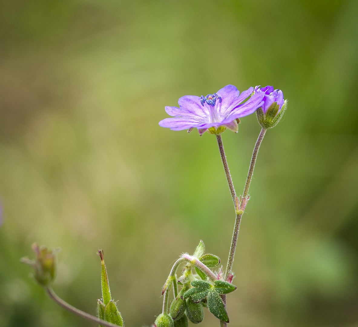 Mittwochsblümchen - Storchschnabel