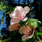 Mittwochsblümchen: Strauch-Eibisch - Hibiscus syriacus `Lady Stanley´ ...